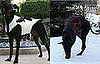 ModRuff Sculpted Dogwear Coats