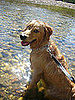 Pet Pics on PetSugar 2008-07-17 08:00:11