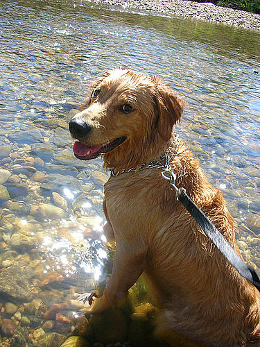 Pet Pics on PetSugar 2008-07-17 08:00:11