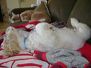 Pet Pics on Petsugar 2008-07-16 08:00:06