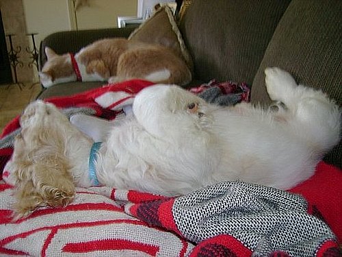 Pet Pics on Petsugar 2008-07-16 08:00:06