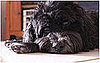Pet Pics on Petsugar 2008-07-18 08:00:47