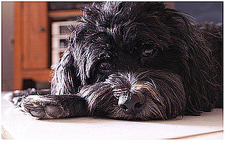 Pet Pics on Petsugar 2008-07-18 08:00:47