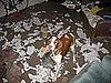 Pet Pics on Petsugar 2008-07-24 08:00:19
