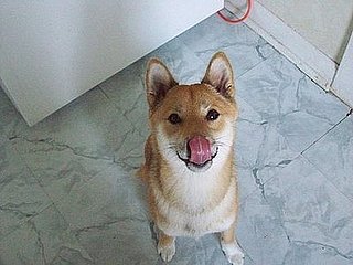 Pet Pics on Petsugar 2008-07-23 08:00:41