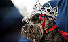 PetSugar's Weekly Recap 2008-07-26 07:00:25
