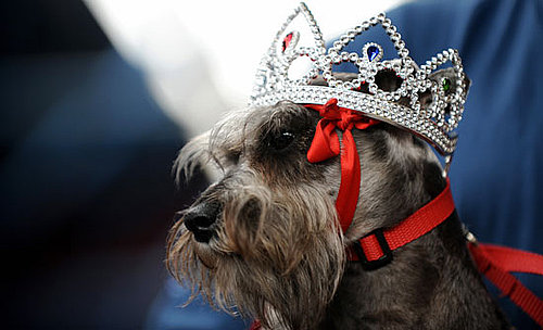 PetSugar's Weekly Recap 2008-07-26 07:00:25