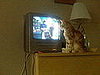 Pet Pics on Petsugar 2008-08-01 08:00:38