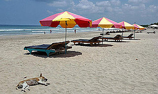 PetSugar's Weekly Recap 2008-08-02 09:00:27