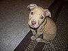 Pet Pics on Petsugar 2008-08-12 08:00:16