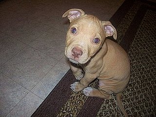 Pet Pics on Petsugar 2008-08-12 08:00:16