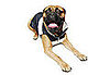 Idawg Bomber Jackets at NY Pet Fashion Week