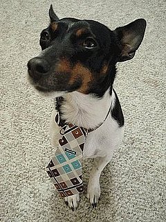 Dogties from Etsy