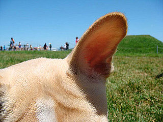Keeping Pets Ears Clean