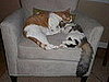 Pet Pics on Petsugar 2008-08-20 08:00:10