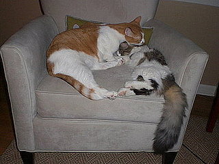 Pet Pics on Petsugar 2008-08-20 08:00:10