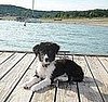Pet Pics on Petsugar 2008-08-19 08:00:28