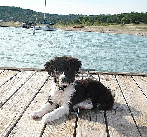 Pet Pics on Petsugar 2008-08-19 08:00:28