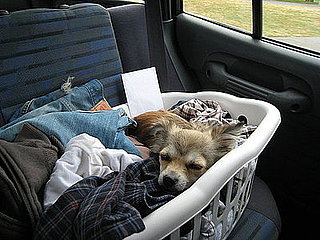 Pet Pics on Petsugar 2008-08-26 08:00:38