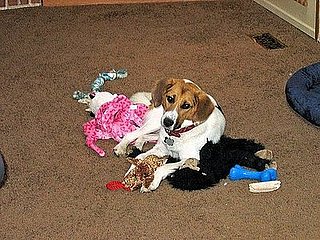 Pet Pics on Petsugar 2008-08-22 08:00:35