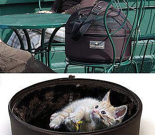 PetSugar Weekly Recap Quiz 2008-08-23 07:00:19
