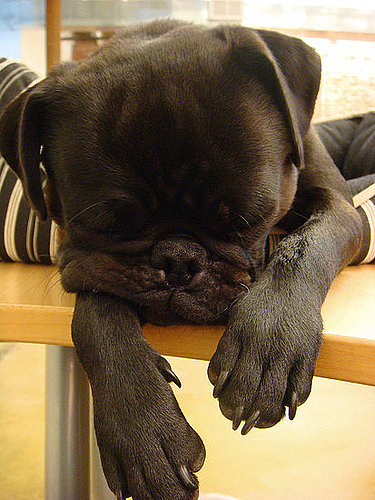 Pet Pics on Petsugar 2008-08-28 08:00:08