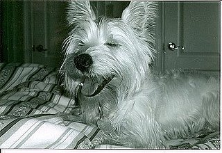 Pet Pics on Petsugar 2008-09-02 08:00:56