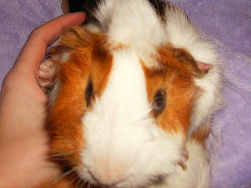 Pet Pics on Petsugar 2008-09-04 08:00:33
