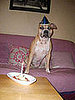 Pet Pics on Petsugar 2008-09-05 08:00:51