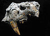 Saber Tooth Cat Fossils Discovered, Now on Display