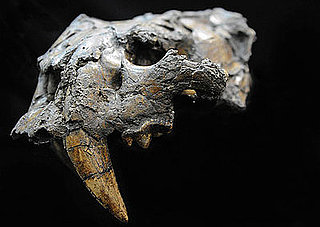 Saber Tooth Cat Fossils Discovered, Now on Display