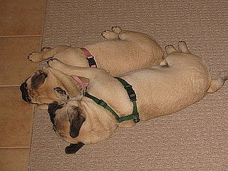 Pet Pics on Petsugar 2008-09-11 08:00:19