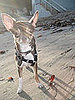 Pet Pics on Petsugar 2008-09-09 08:00:56