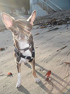 Pet Pics on Petsugar 2008-09-09 08:00:56