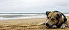 PetSugar Weekly Recap Quiz 2008-09-13 07:00:07