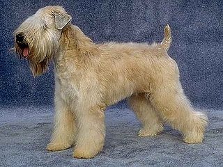 Guess What Breed of Dog?