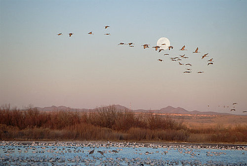 Full Moons Make Animals More Active