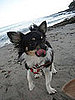 Pet Pics on Petsugar 2008-09-19 08:00:00
