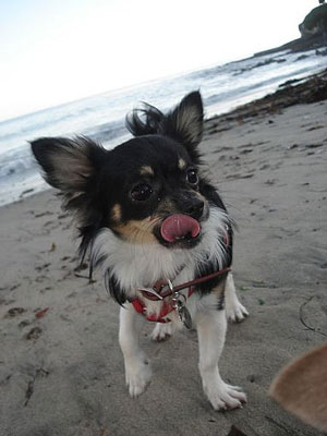 Pet Pics on Petsugar 2008-09-19 08:00:00