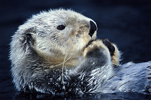 Sea Otter Quiz on Petsugar