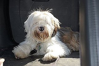 Pet Pics on Petsugar 2008-09-29 08:00:21