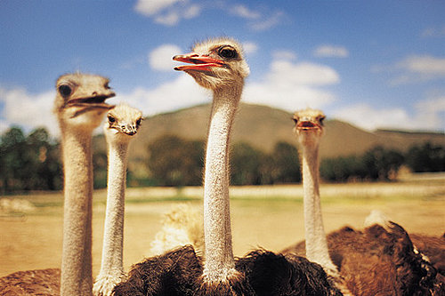Ostrich Facts