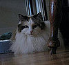 Pet Pics on Petsugar 2008-10-01 08:00:00