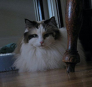 Pet Pics on Petsugar 2008-10-01 08:00:00