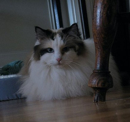Pet Pics on Petsugar 2008-10-01 08:00:00
