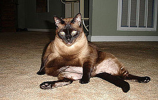 Pet Pics on Petsugar 2008-09-25 08:00:33