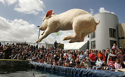 Flying Pigs Compete in Melbourne