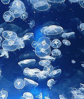 Crystal Jellyfish Lend a Hand to Medical Field