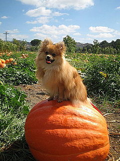 Pet Pics on Petsugar 2008-10-07 07:00:19