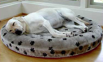 SnoozAir Bed for Dogs